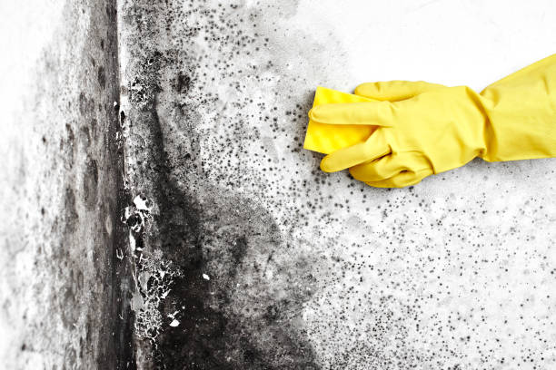 Best Air Quality Testing for Mold Spores  in Brooks, KY