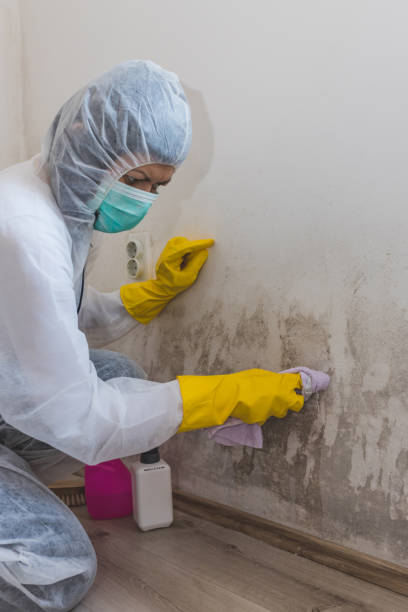 Best Mold Odor Removal Services  in Brooks, KY
